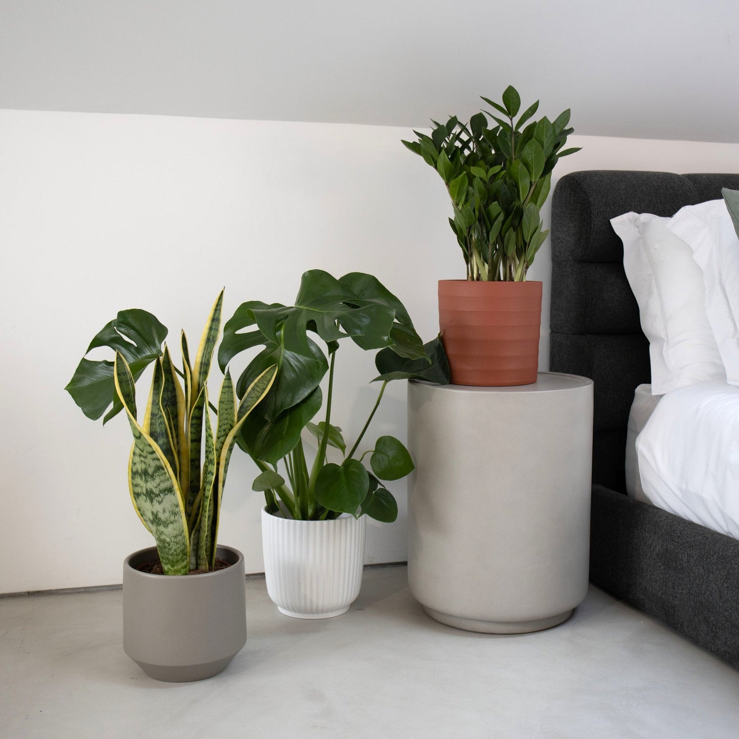 Plantas de interior fáceis de cuidar junto a uma cama: Sansevieria laurentii em vaso cinza, Monstera deliciosa em vaso branco canelado e Zamioculcas zamiifolia em vaso terracota — um trio clássico que traz vida e harmonia aos espaços interiores.