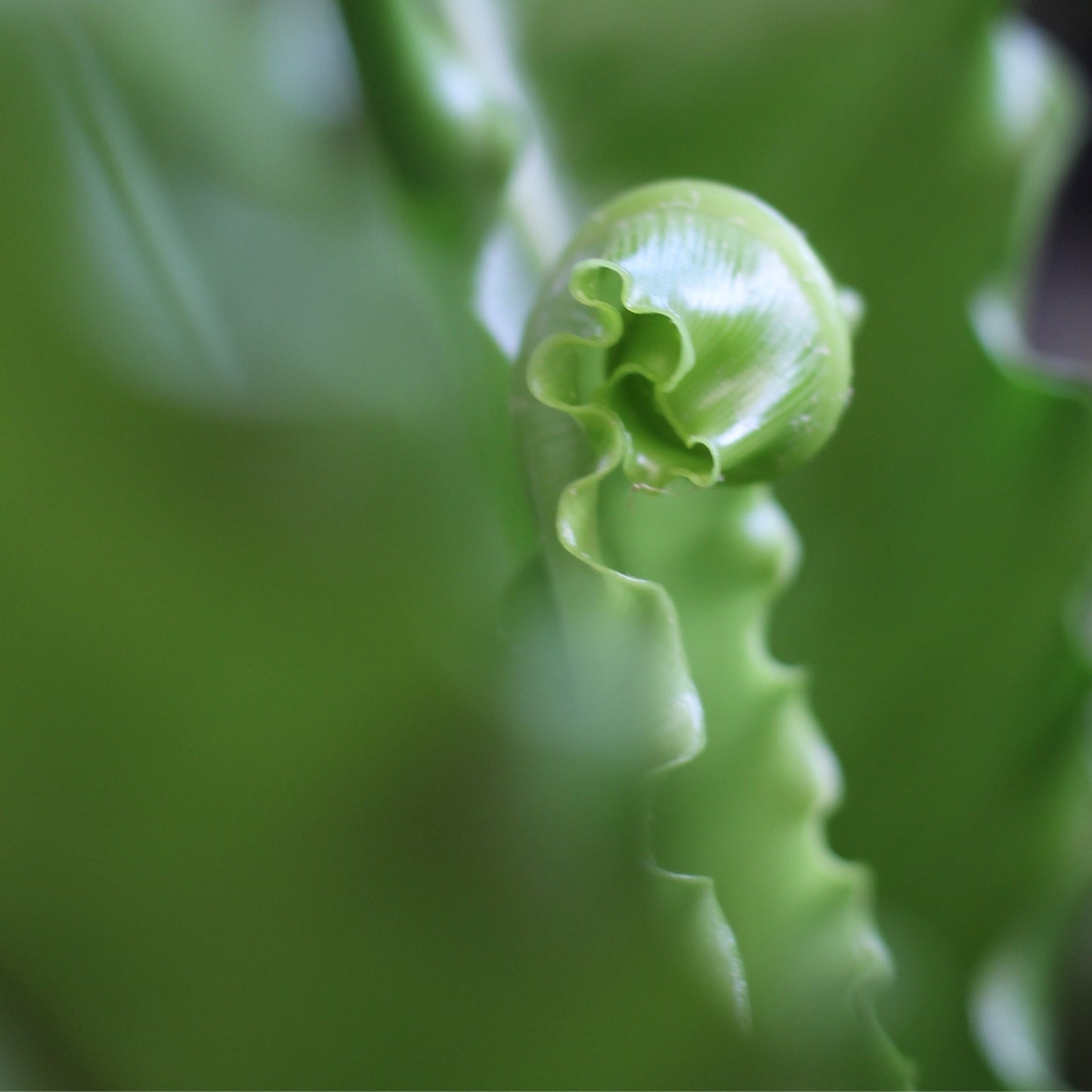 Detalhe macro de nova folha enrolada do Asplenium Osaka, evidenciando o crescimento do feto tropical de interior.