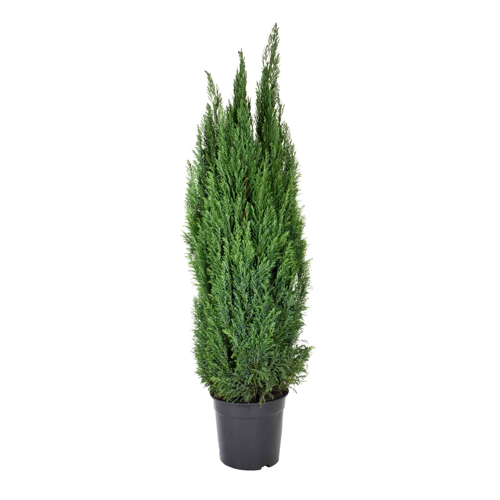 planta de exterior árvore arbusto para jardim ou varanda cipreste ellwoodii Chamaecyparis lawsoniana alta e esguia com agulhas verde escuras em vaso de plástico