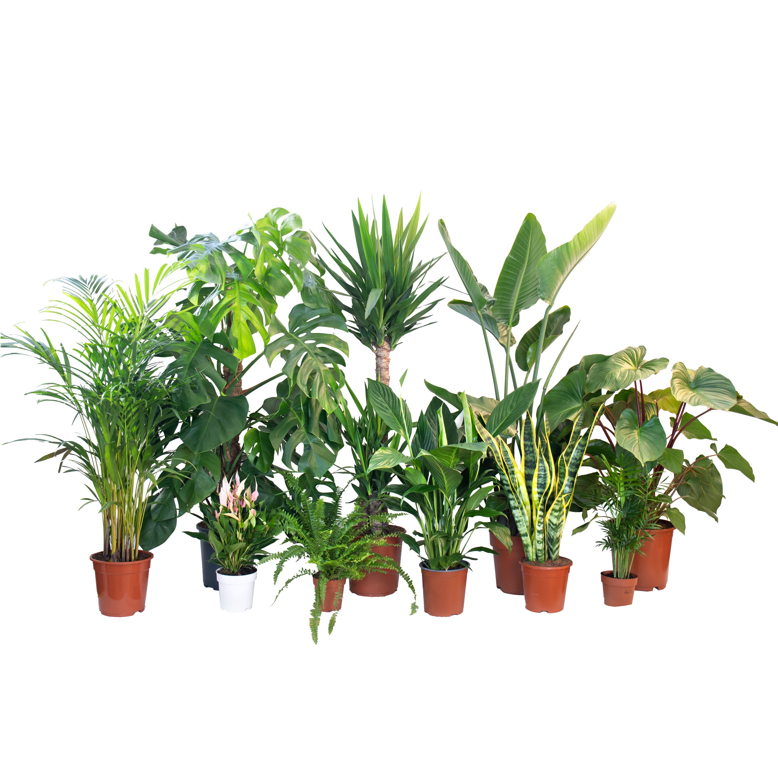 conjunto de plantas de interior para casa nova areca monstera deliciosa spatiphyllum lily samambaia americana ou feto lírio da paz yuca gigante estrelícia gigante sansevieria laurentii ou espada de são jorge chamaedorea elegans homalomena maggy em vasos de produção
