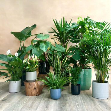 conjunto de plantas de interior para casa nova areca monstera deliciosa spatiphyllum lily samambaia americana ou feto lírio da paz yuca gigante estrelícia gigante sansevieria laurentii ou espada de são jorge chamaedorea elegans homalomena maggy em vasos decorativos artevasi