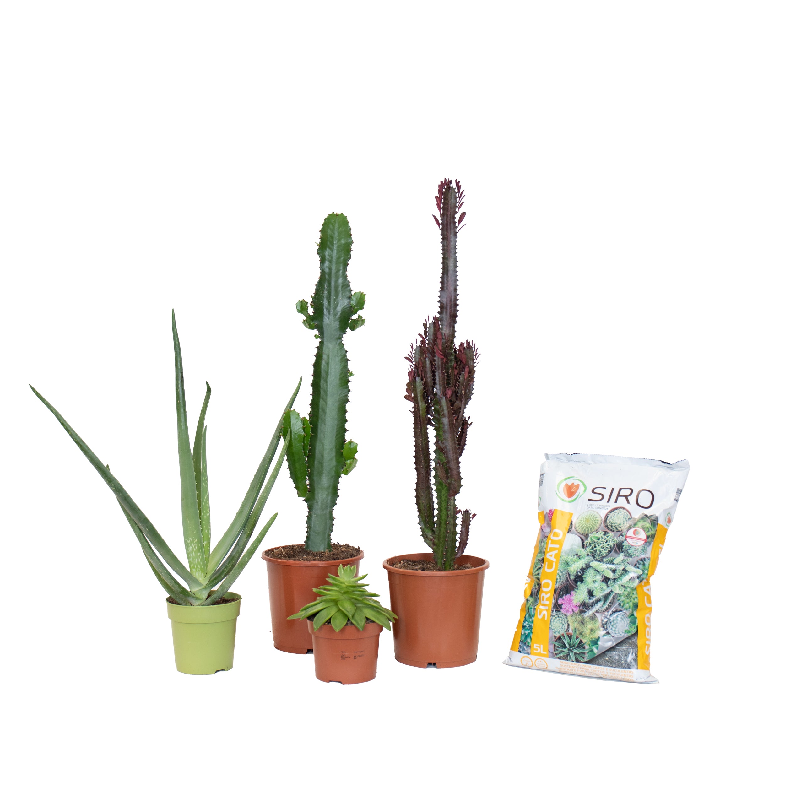 conjunto de catos e suculentas aloe vera euphorbia acrurensis euphorbia trigona echeveria agavoides em vasos de produção e saco de substrato siro cato