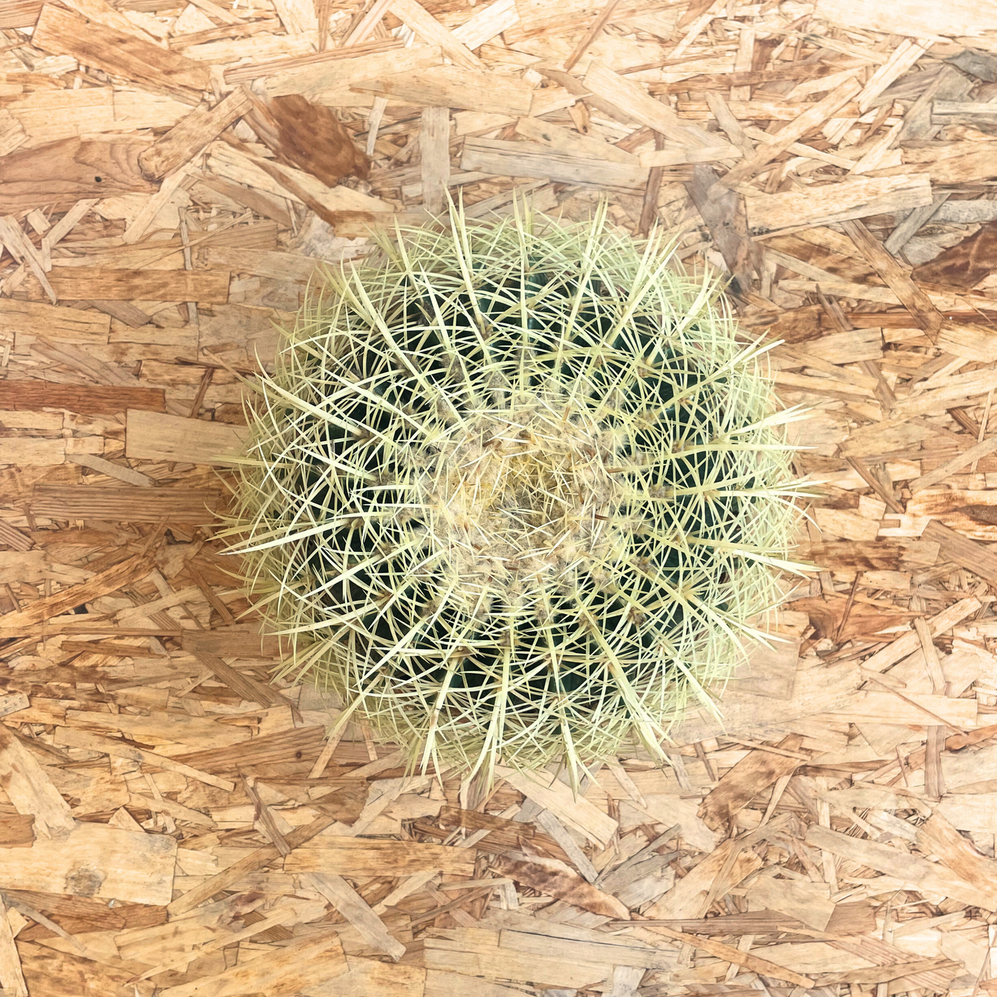 Echinocactus grusonii, a round golden cactus with symmetrical spines, perfect for sunny outdoor environments.