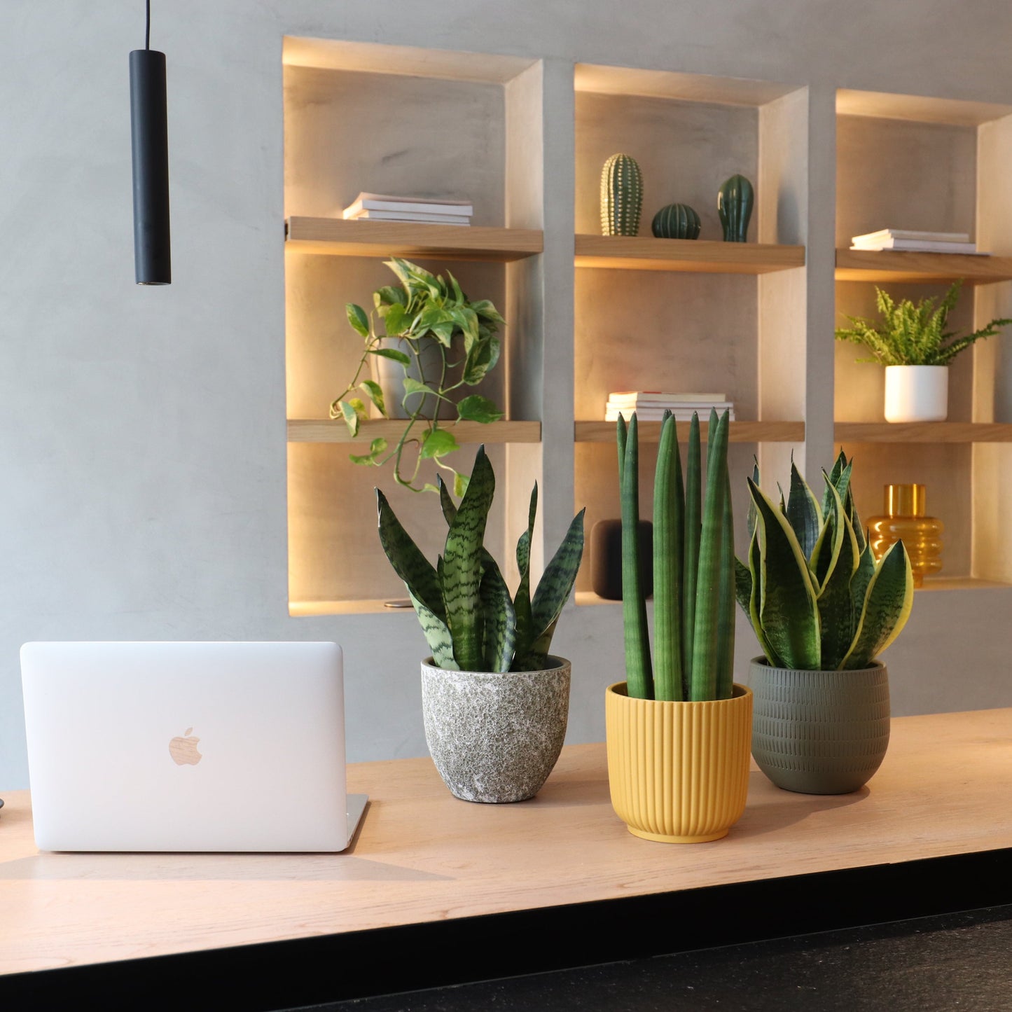 Set of 3 Sansevierias