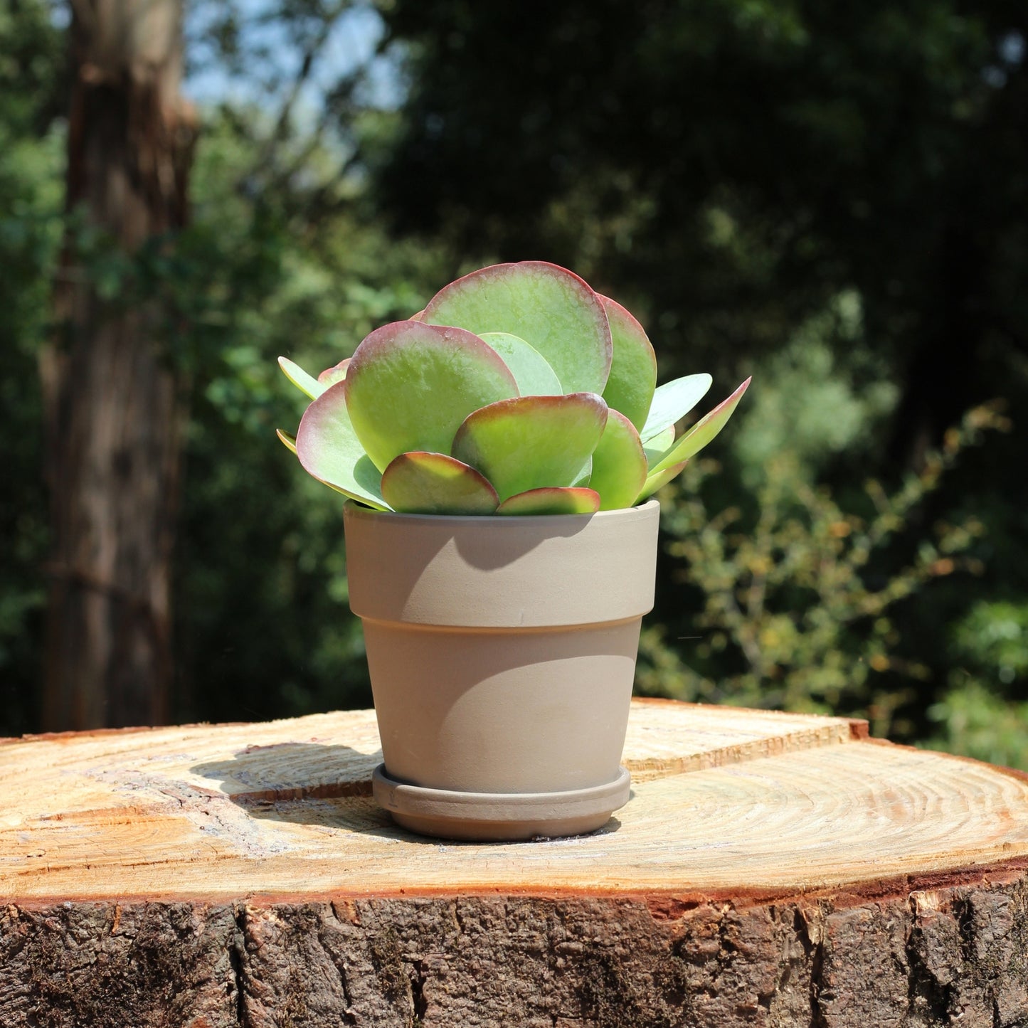 Kalanchoe thyrsiflora em vaso decorativo de barro sobre superfície de madeira ao ar livre, com fundo de jardim e folhagem espessa típica de suculentas africanas.
