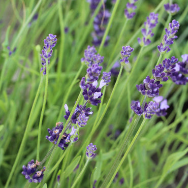 Lavandula Angustifolia | Alfazema