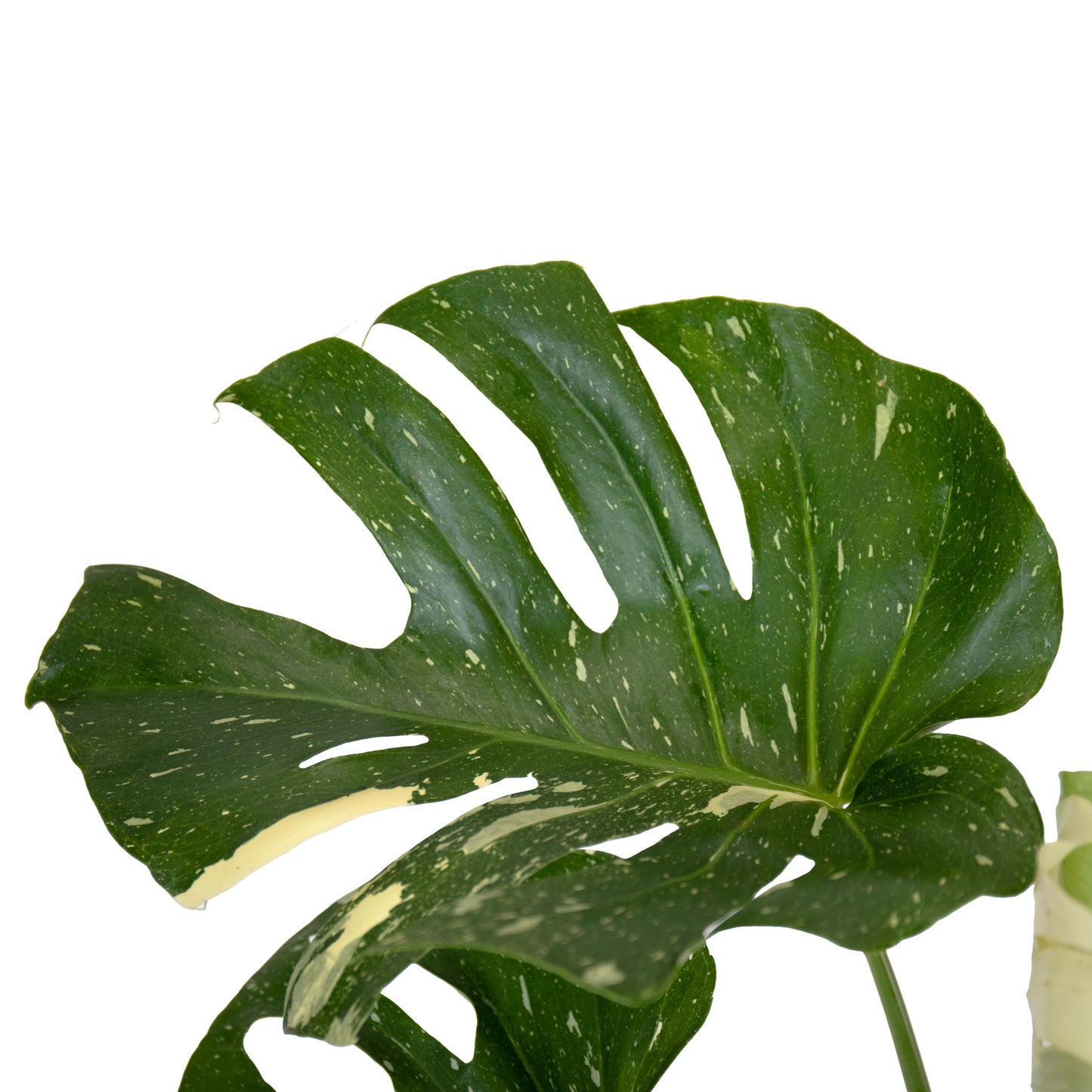 detalhe da folha variegada da planta rara de interior monstera thai constelation planta variegada em vaso para venda online