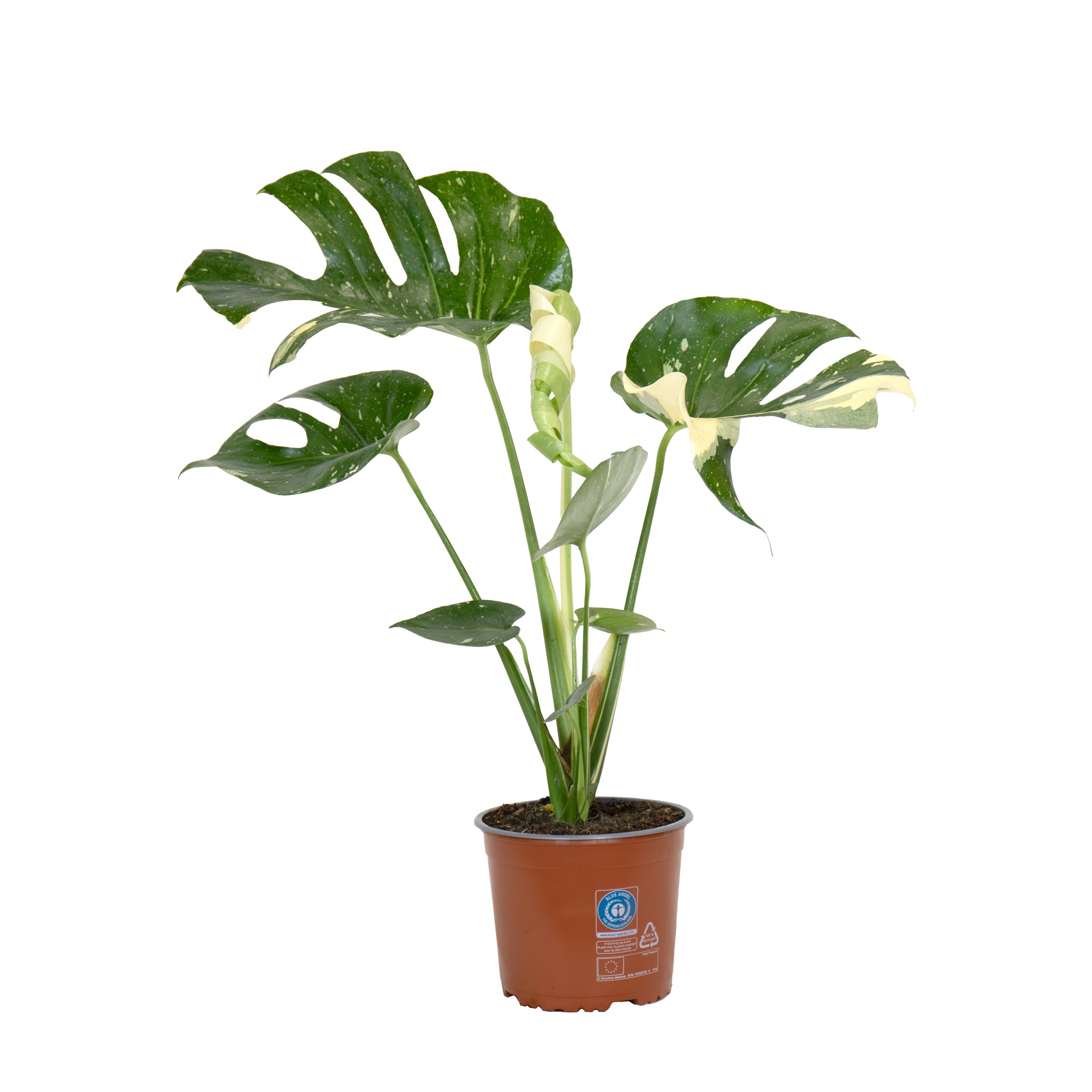 planta rara de interior monstera thai constelation planta variegada em vaso para venda online