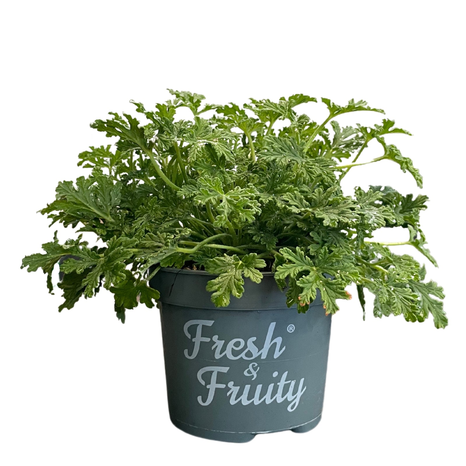 Gerânio Citronela (Pelargonium graveolens) em vaso de produção com inscrição Fresh & Fruity, folhagem verde perfumada e formato compacto