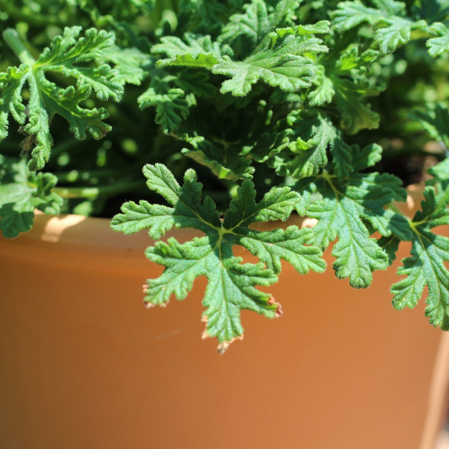 Close-up da folha do Pelargonium graveolens com recorte ornamental e superfície aveludada, planta aromática e decorativa para exterior
