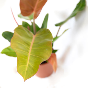 detalhe das folhas da planta de interior rara e exótica philodendron prince of orange com folhas longas e brilhantes em tons de verde e laranja