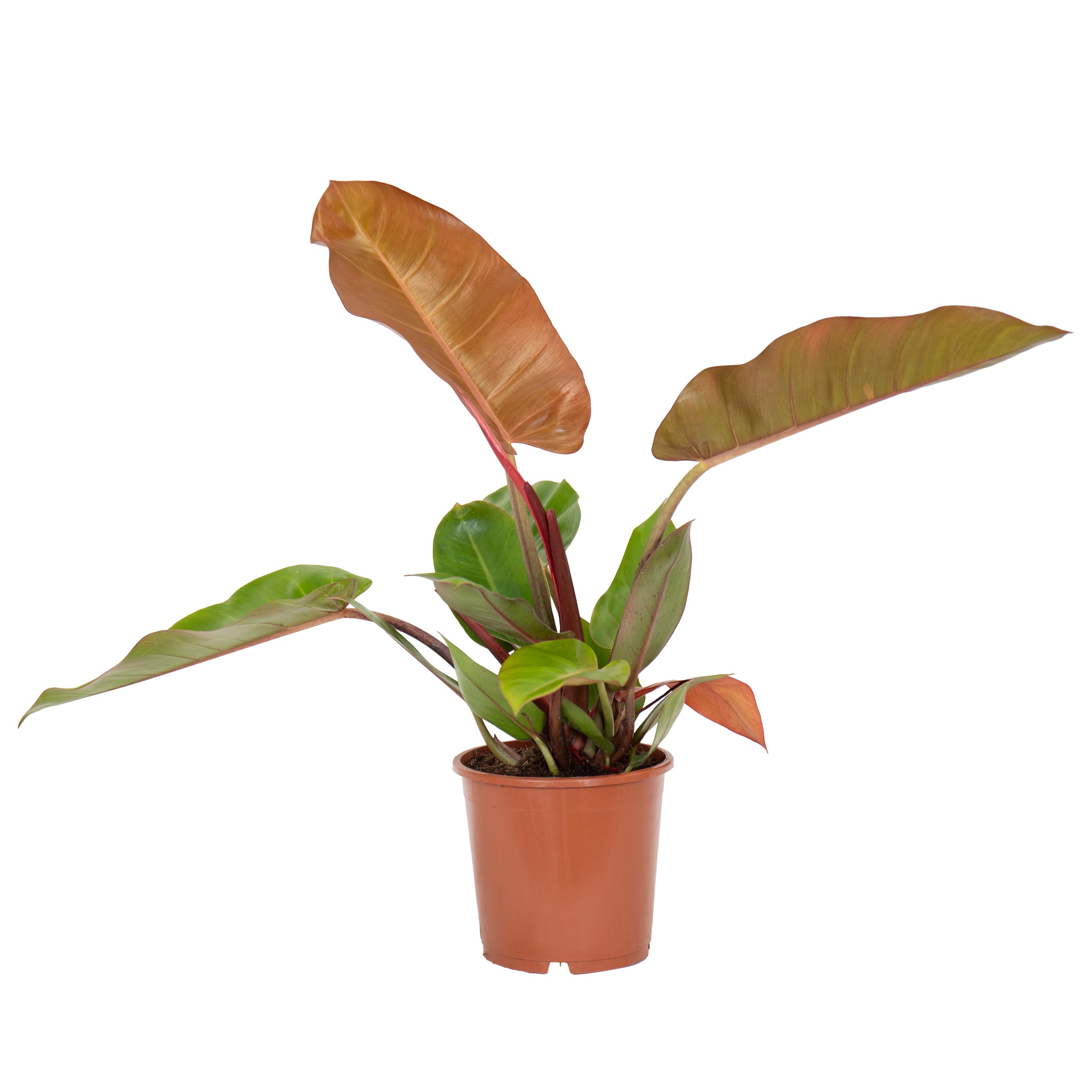 planta de interior rara e exótica philodendron prince of orange com folhas longas e brilhantes em tons de verde e laranja em vaso