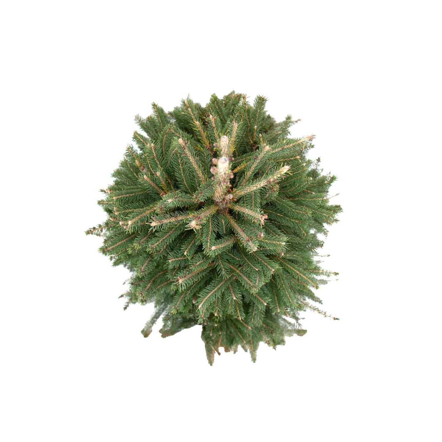vista superior da planta de exterior pinheiro picea glauca super green com folhagem verde escura árvore de natal natural em vaso de produção