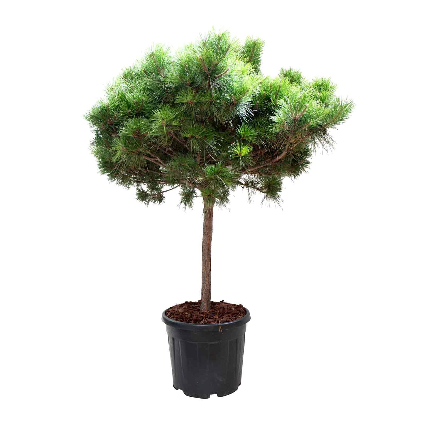 planta de exterior pinheiro pinus nigra pinheiro manso alto em vaso