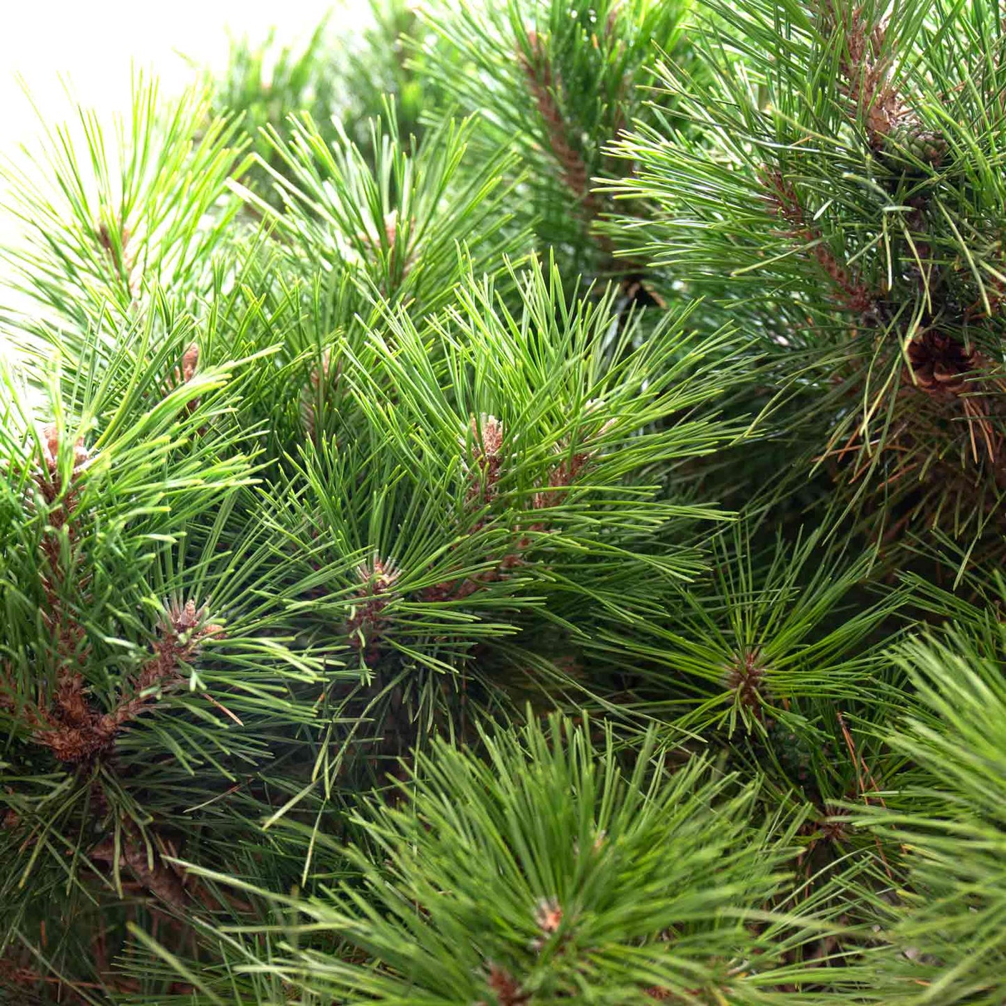 vista ampliada da planta de exterior pinheiro pinus nigra pinheiro manso alto em vaso