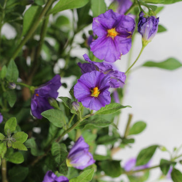 Solanum Rantonnetii | Jasmim Azul