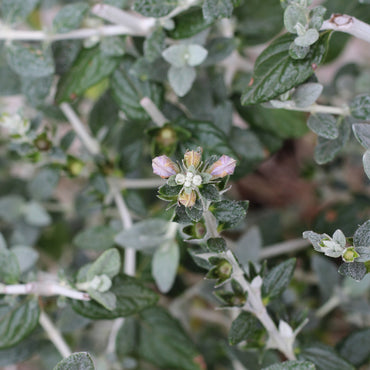 Teucrium