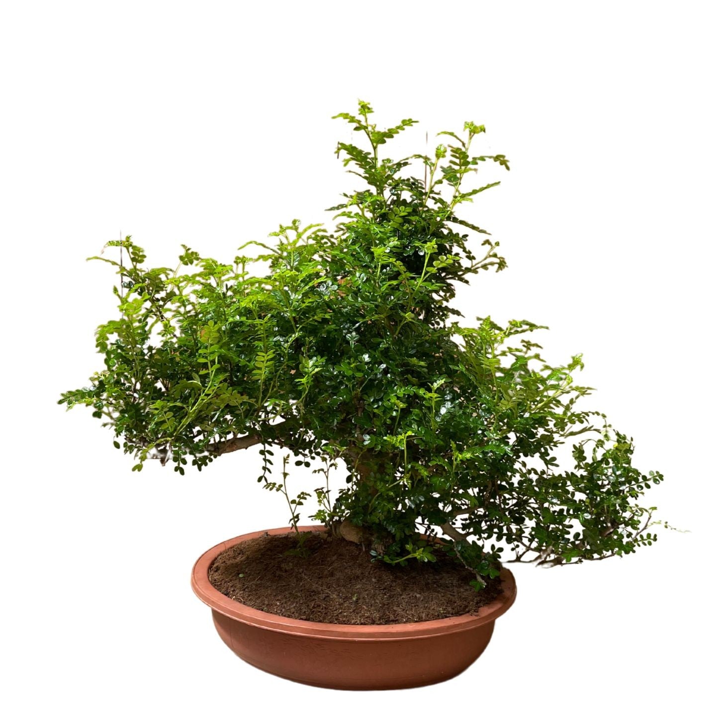 Bonsai Zanthoxylum com copa verde densa e formato inclinado, cultivado em vaso raso de plástico sobre fundo branco.