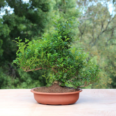 Bonsai Zanthoxylum ao ar livre com fundo de vegetação, exibindo estrutura ramificada e copa volumosa.