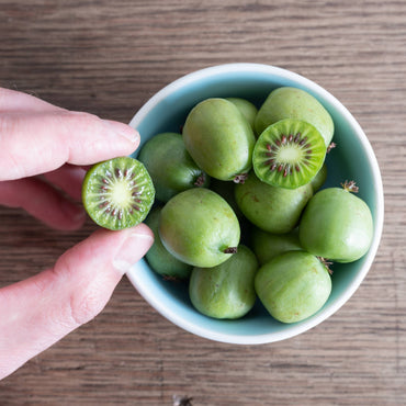 fruto da planta de exterior árvore de fruto kiwi arguta actinidia issai kiwi baby