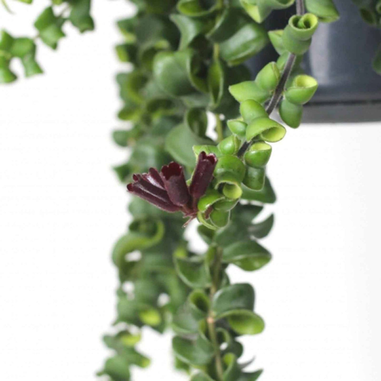 detalhe dac planta de interior de suspensão aeschynanthus rasta lipstick plant com ramas repletas de pequenas folhas encaracoladas de cor verde escuro em vaso de suspensão