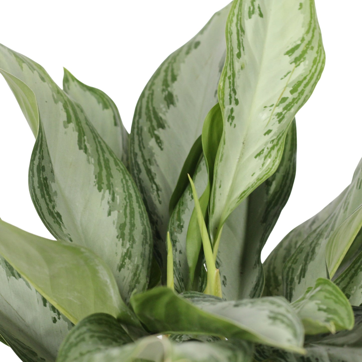 detalhe das folhas e novas folhas planta de interior resistente fácil de cuidar aglaonema silver bay com longas folhas verde claro com manchas verde escuro