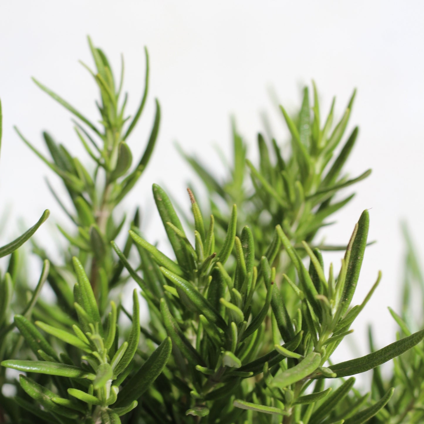 Rosmarinus Prostatus | Rosmarino