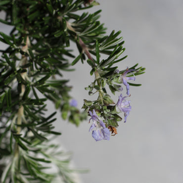 Rosmarinus Prostatus | Alecrim