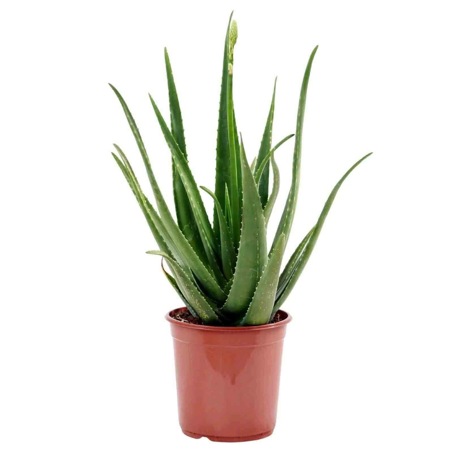 planta suculenta medicinal resistente fácil de cuidar aloe vera babosa grande em vaso de plástico