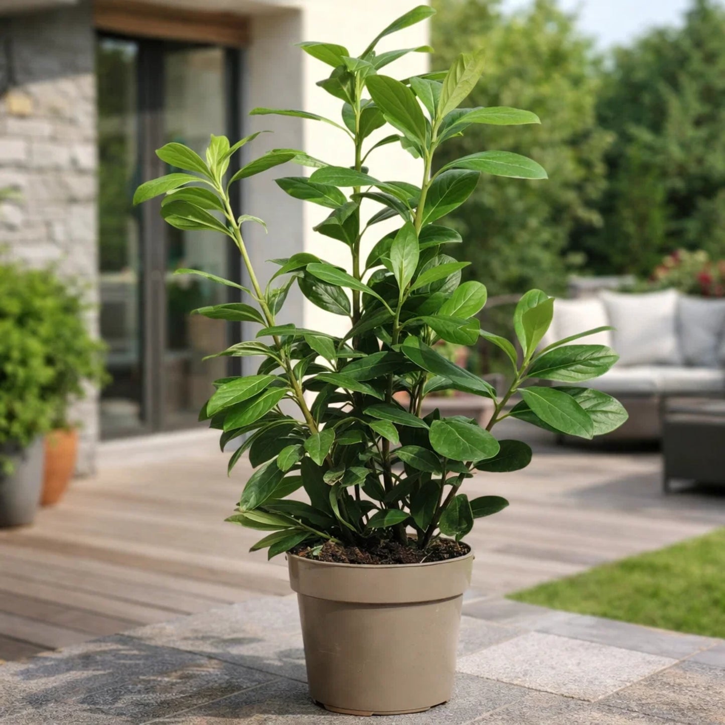 Prunus Laurocerasus Rotundifolia