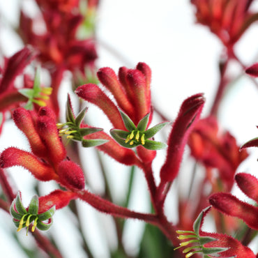 Anigozanthos | Pata de Canguru