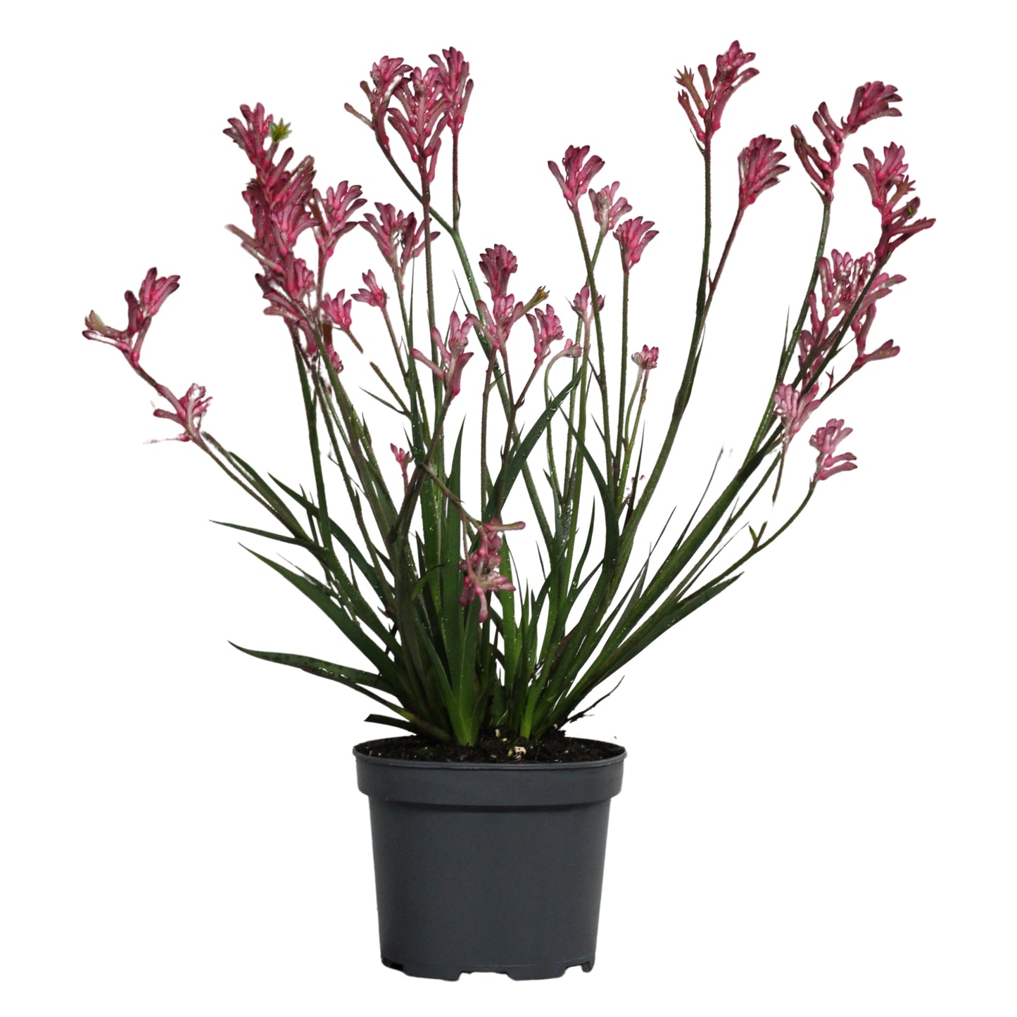 Kangaroo Paw