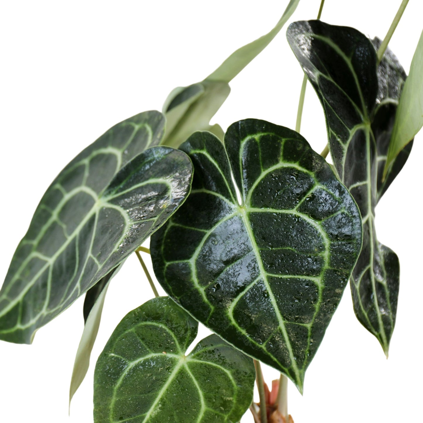 detalhe das folhas da planta de interior rara original anthurium clarinervium com grandes folhas verdes em forma de coração e com veios bege