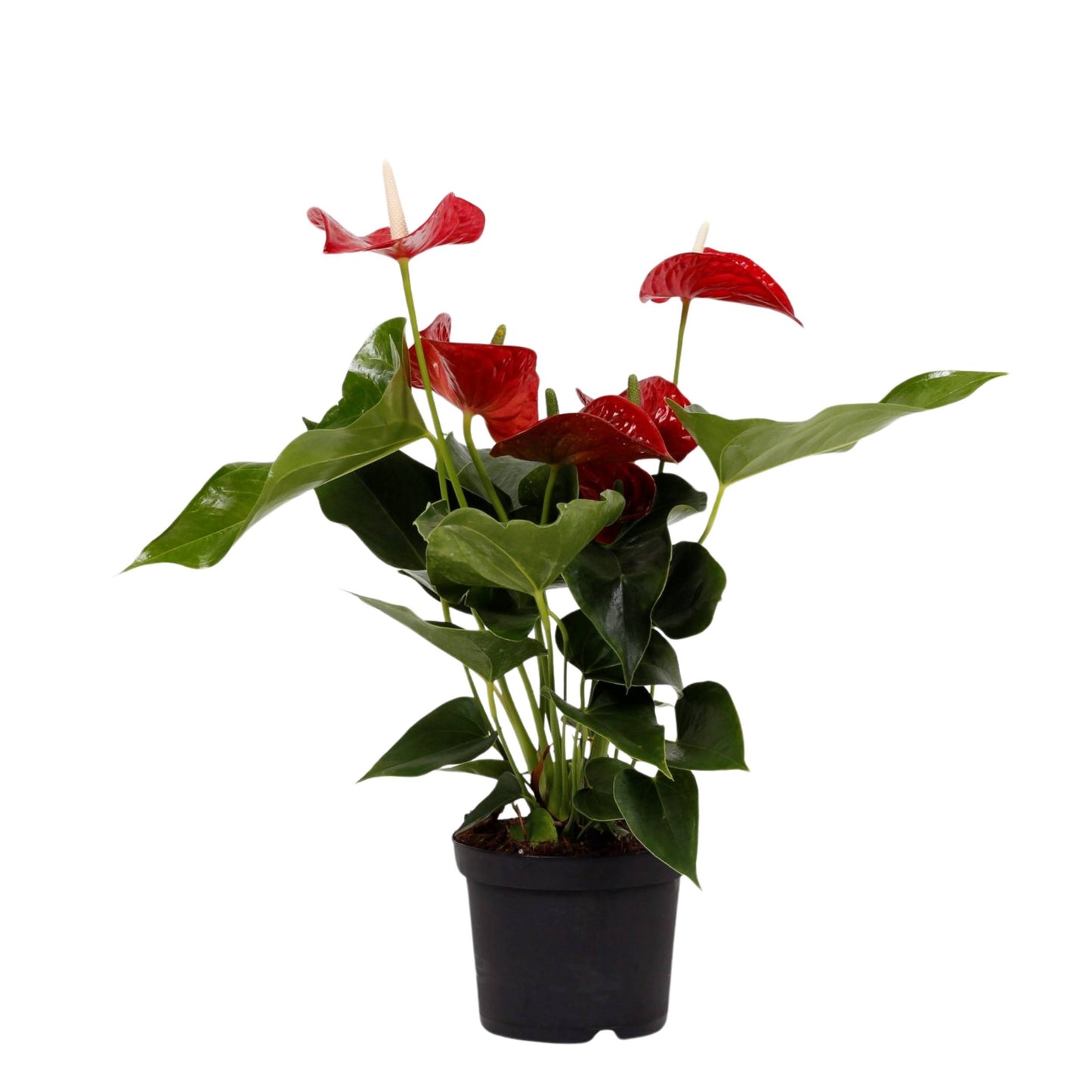 planta de interior resistente com flor anthurium vermelho com grandes folhas verde brilhantes e flores em vermelho brilhante em vaso de plástico
