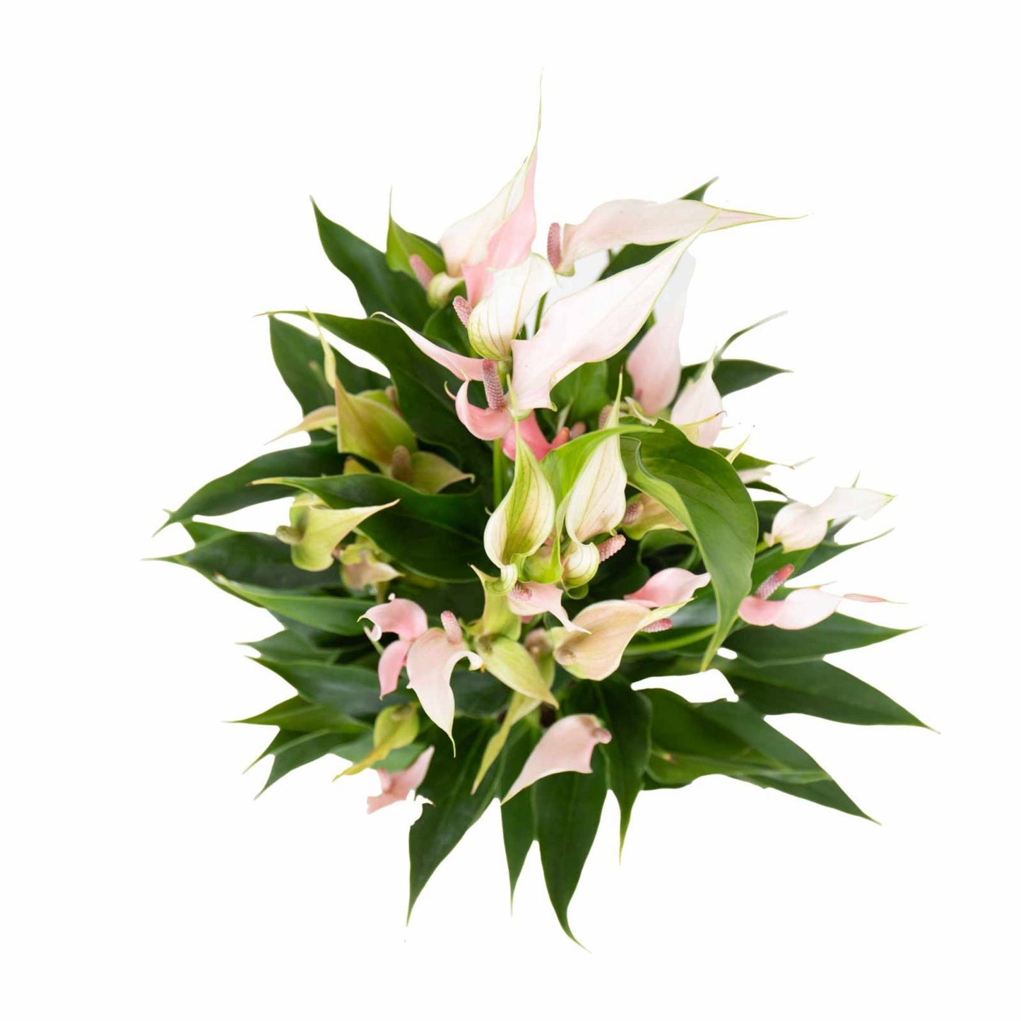 vista superior do anthurium lily com flores rosa e brancas e folhagem verde