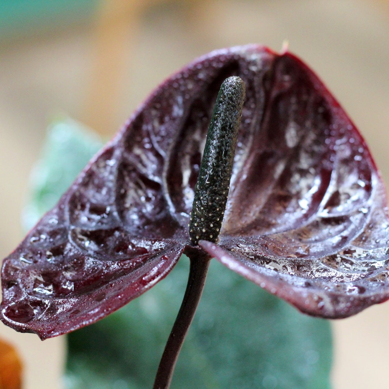 detalhe da flor espádice da planta de interior com flor resistente fácil de cuidar anthurium andraenum antúrio negro com folhas verde escuras e espádices roxo escuro quase negro
