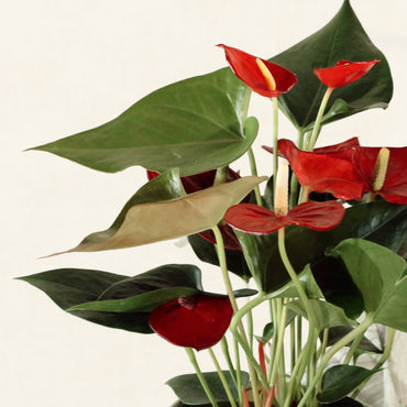 Anthurium Rojo Con Maceta Júpiter