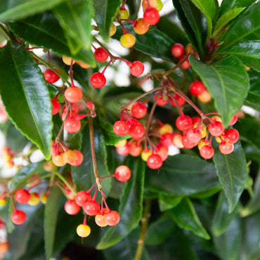 detalhe das bagas planta de exterior árvore arbusto natal ardisia crenata com folhas verdes suaves e bagas vermelhas