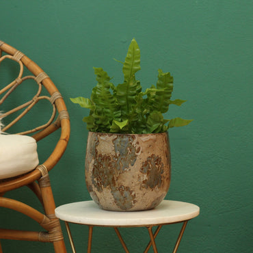 Asplenium Crispy Wave