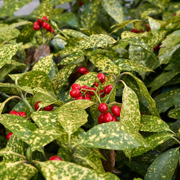 planta de exterior jardim varanda resistente aucuba japonica variegada planta pó de ouro com folhas verdes alongadas salpicadas de manchas amarelas com pequenas bagas vermelhas
