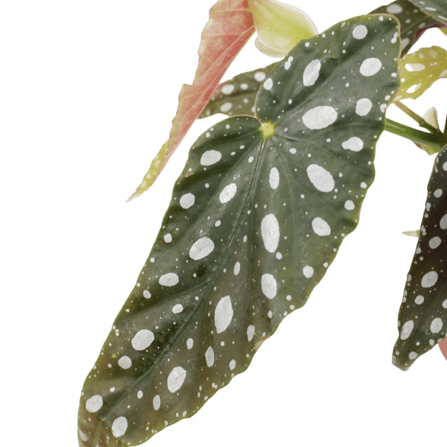 detalhes da folha da planta de interior fácil de cuidar begonia maculata com folhas verdes alargadas com pintas brancas