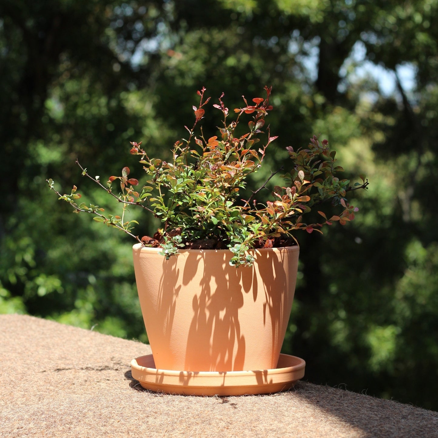 Berberis ‘Dart’s Red Lady’ em vaso de barro sobre muro exterior, com copa aberta e folhagem colorida, ideal para bordaduras e varandas