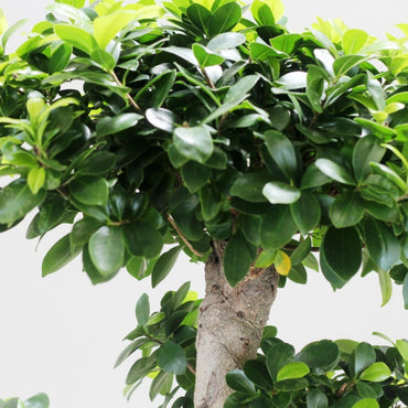 detalhe da copa do bonsai planta de interior ou exterior resistente fácil de cuidar ficus ginseng planta com tronco em espiral e pequenas folhas verde