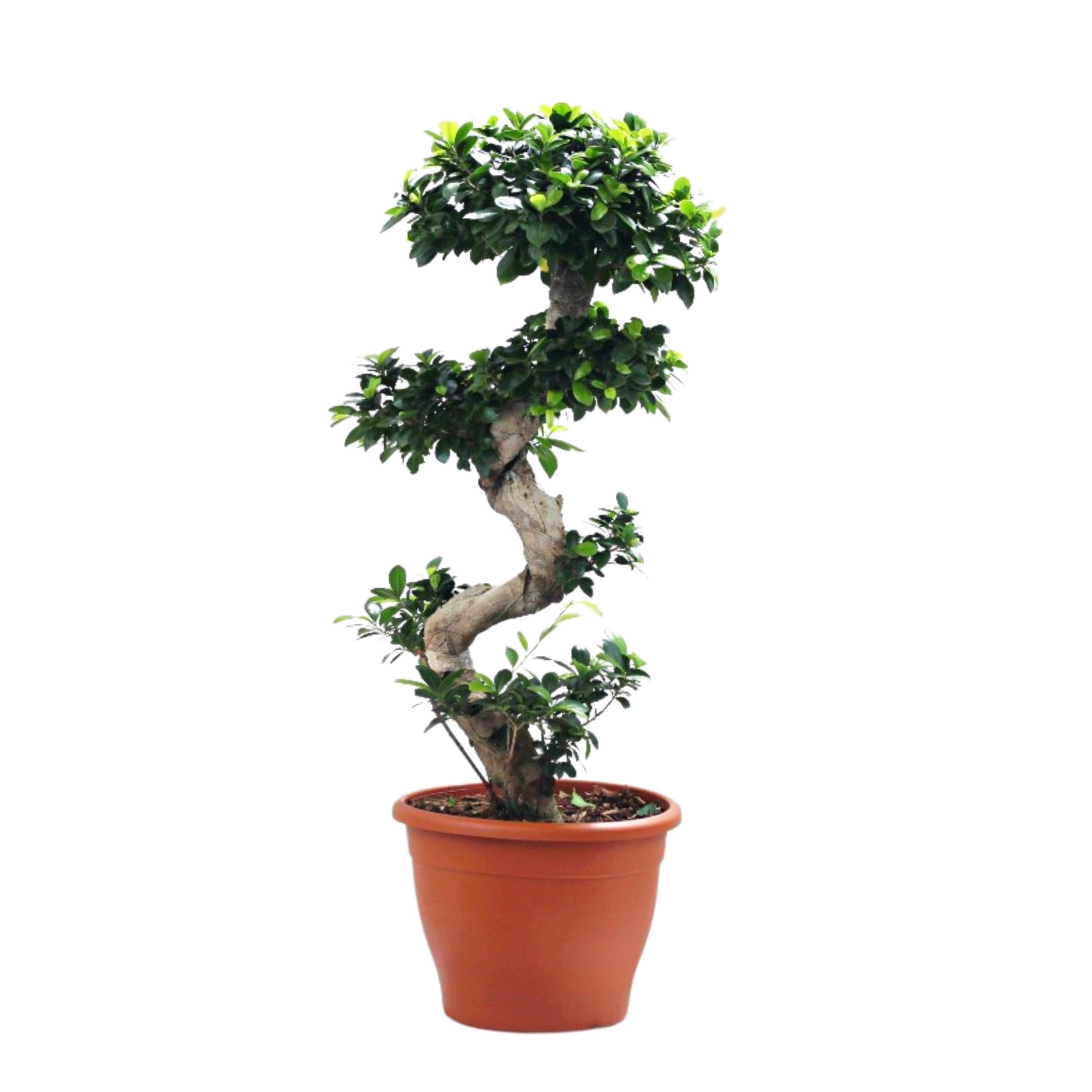 bonsai planta de interior ou exterior resistente fácil de cuidar ficus ginseng planta com tronco em espiral e pequenas folhas verdes em vaso de plástico
