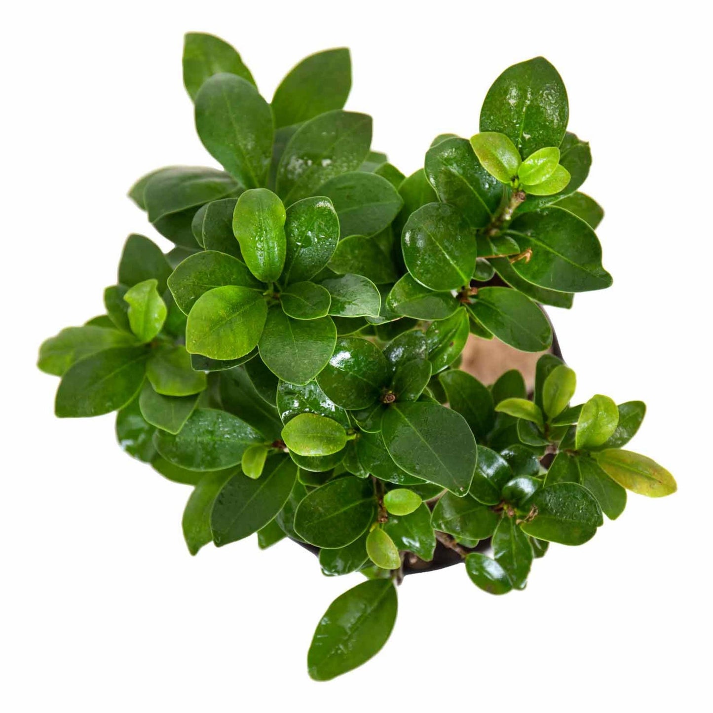 vista superior da planta de interior bonsai ficus ginseng em formato árvore em miniatura com pequenas folhas verdes e troncos grossos em vaso de plástico