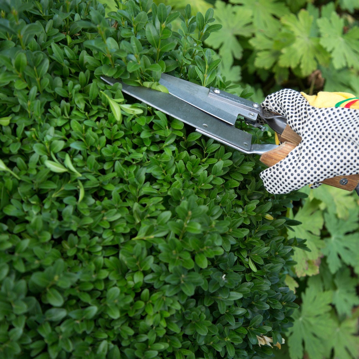 poda da planta planta de exterior arbusto resistente para jardim ou varanda com folhagem verde escura com tesoura