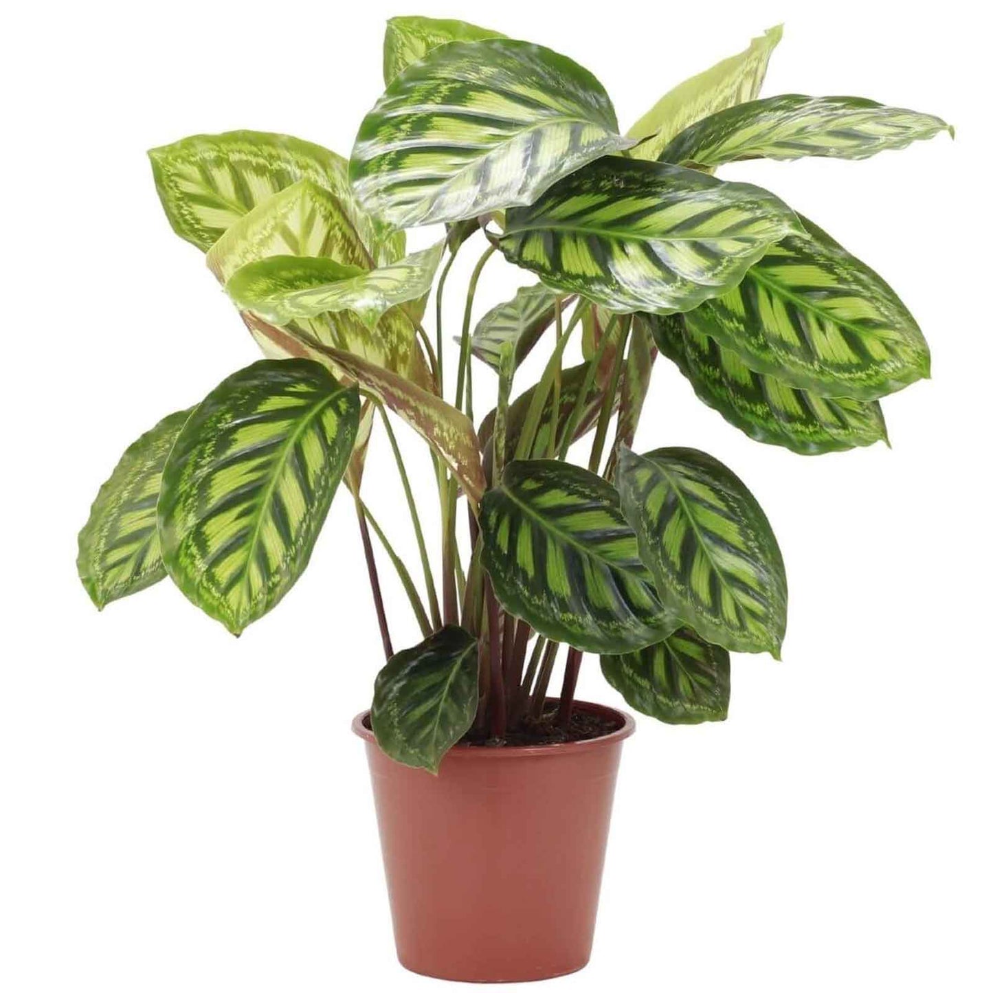 Calathea Flamestar