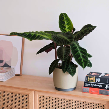 Calathea Jungle Velvet