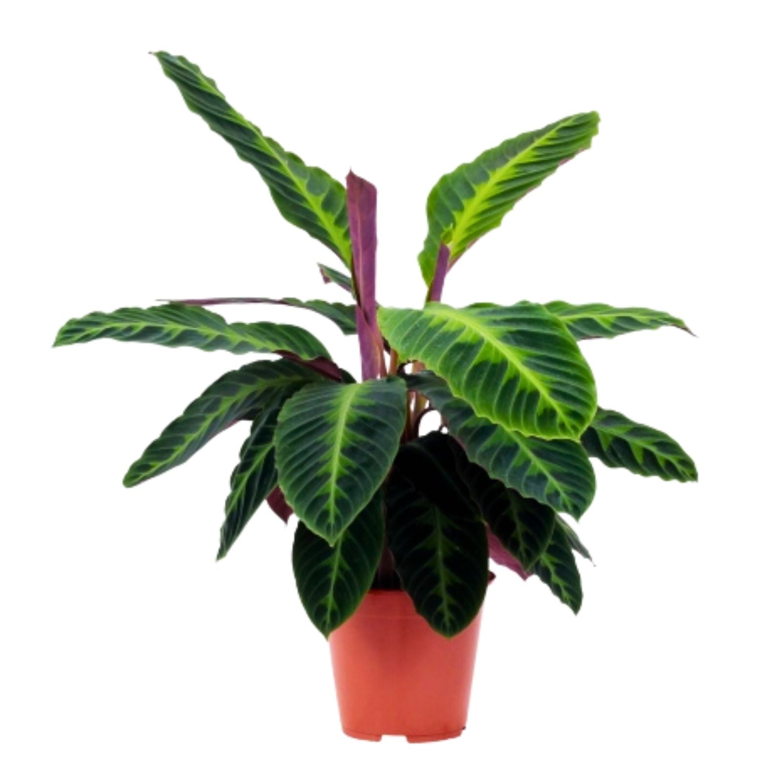 Calathea Jungle Velvet