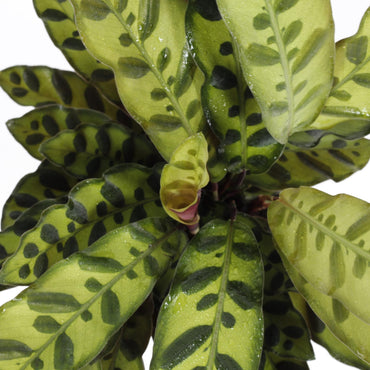 detalhe das folhas da planta de interior calathea lancifolia com folhas em forma de flecha em verde claro com manchas verde escuras